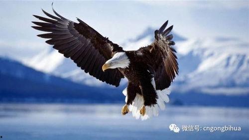 老鹰的视频,老鹰捕猎瞬间捕捉