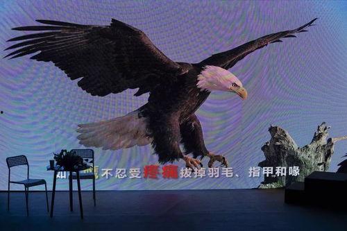 老鹰的视频,老鹰捕猎瞬间捕捉