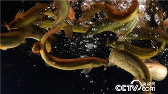 泥鳅 视频,水下精灵的生态奥秘