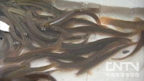 泥鳅 视频,水下精灵的生态奥秘