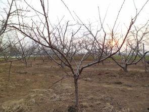 一年生桃树修剪视频,一年生桃树修剪视频解析