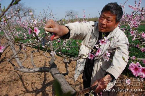一年生桃树修剪视频,一年生桃树修剪视频解析