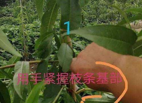 一年生桃树修剪视频,一年生桃树修剪视频解析