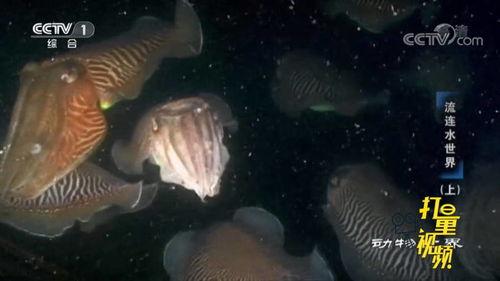 乌贼视频,揭秘海洋生物的奇妙世界