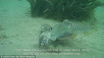 乌贼视频,揭秘海洋生物的奇妙世界