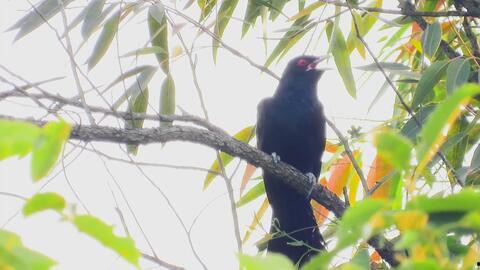 乌鸫鸟叫声视频,自然旋律中的城市音符
