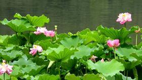乌鸫鸟叫声视频,自然旋律中的城市音符