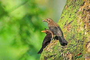 乌鸫鸟叫声视频,自然旋律中的城市音符