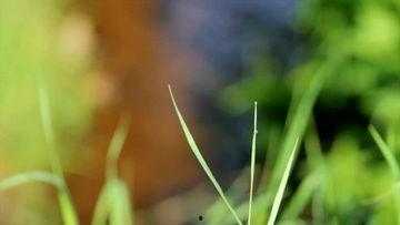 草穴视频,揭秘神秘洞穴的奇幻之旅