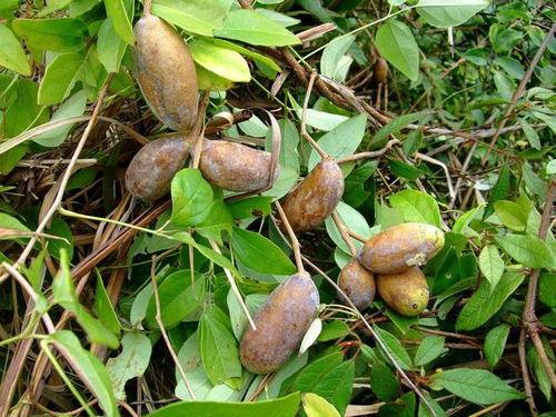 八月瓜可以吃黑籽吗图片,口感与营养双重体验