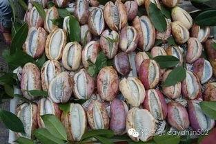 八月瓜可以吃黑籽吗图片,口感与营养双重体验