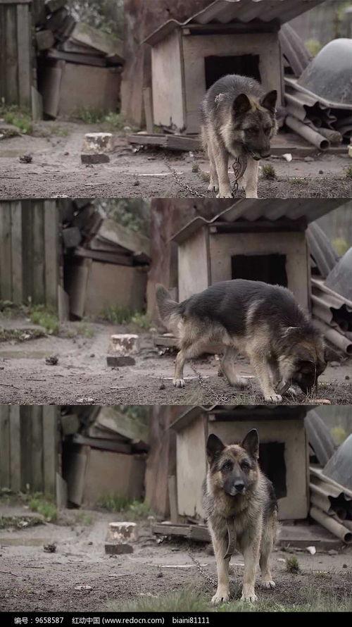 狼狗视频,揭秘神秘犬种，探寻狼与狗的融合之美