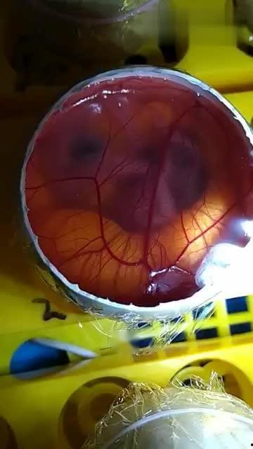 孵化视频,揭秘创业孵化器背后的精彩故事