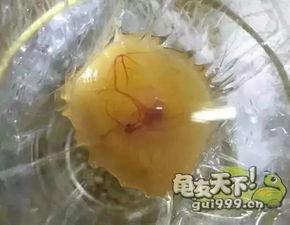 孵化视频,揭秘创业孵化器背后的精彩故事