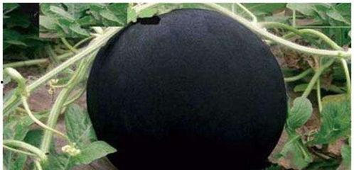 黑瓜头怎么吃最好吃呢视频,视频教你最佳食用方法