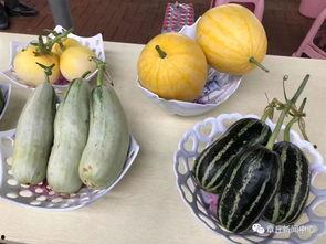 聊城今日吃瓜,瓜田里的新鲜事儿