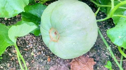 聊城今日吃瓜,瓜田里的新鲜事儿