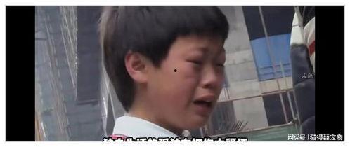 变形记视频,探寻人类潜能的奇幻之旅