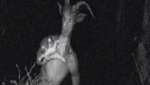 世界上最诡异的视频,揭秘全球最神秘诡异的视频之谜