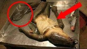 世界上最诡异的视频,揭秘全球最神秘诡异的视频之谜