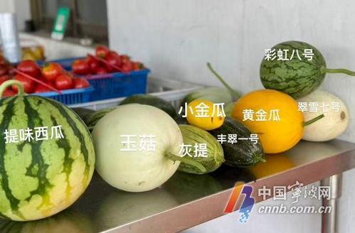 襄阳今日吃瓜新闻报道,揭秘今日热点背后的真相