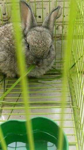 兔子怎么养视频,从新手到专家的养兔教程