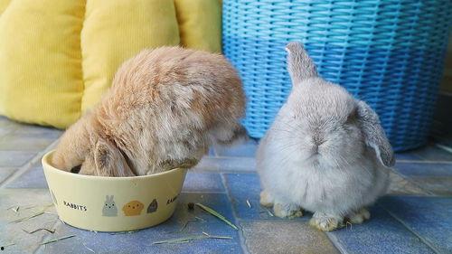 兔子怎么养视频,从新手到专家的养兔教程