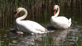 天鹅视频,捕捉自然之美，展现生命奇迹