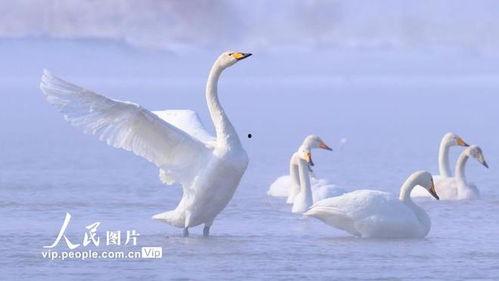 天鹅视频,捕捉自然之美，展现生命奇迹