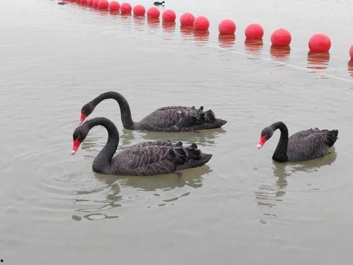 天鹅视频,捕捉自然之美，展现生命奇迹