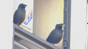 黑喉燕鸟叫声视频,揭秘其独特旋律与生态意义