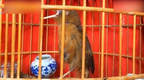 黑喉燕鸟叫声视频,揭秘其独特旋律与生态意义