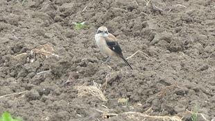 黑喉燕鸟叫声视频,揭秘其独特旋律与生态意义