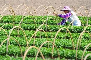 今日海南种什么瓜菜好呢,瓜菜品种推荐