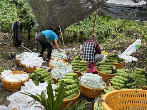 今日海南种什么瓜菜好呢,瓜菜品种推荐