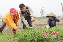 今日海南种什么瓜菜好呢,瓜菜品种推荐