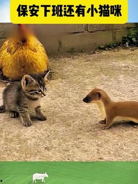 搞笑动物视频,笑到肚子疼！