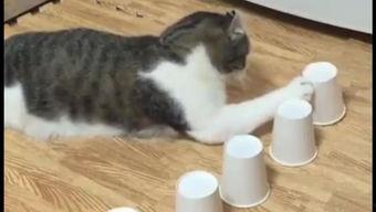 搞笑动物视频,笑到肚子疼！