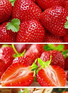 草莓视频,带你领略短视频的魅力与创意