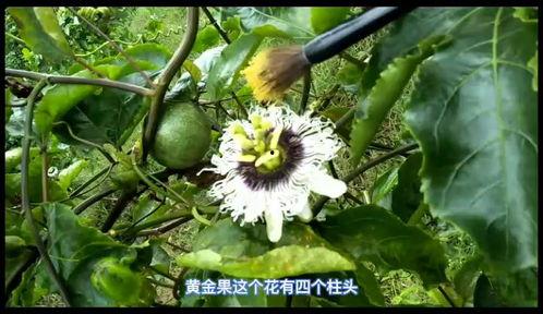 百香果人工授粉视频,视频教程助你高效繁殖