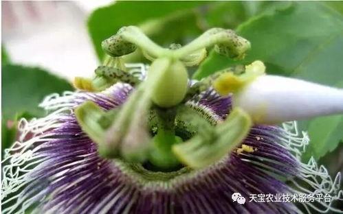 百香果人工授粉视频,视频教程助你高效繁殖