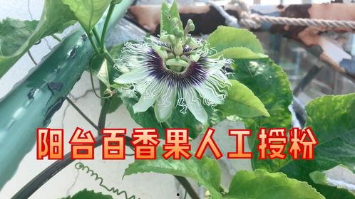百香果人工授粉视频,视频教程助你高效繁殖