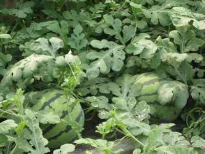 今日份瓜供应,揭秘娱乐圈最新热点事件