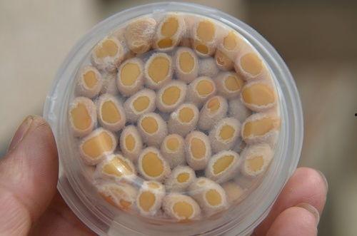 纳豆制作方法视频教程,一招掌握传统美味发酵工艺